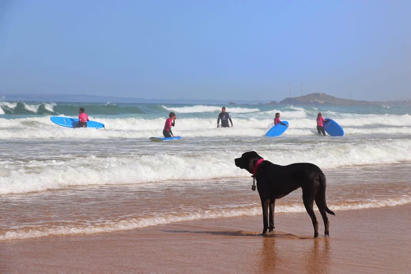 Escola de Surf Milfontes